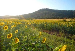 Sunflowers at Lupo Vecchio