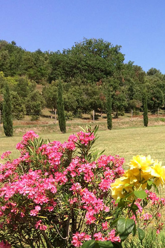 Agriturismo Lupo Vecchio - California - summer flowers